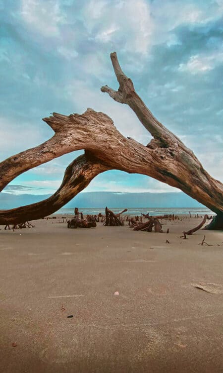 Boneyard Beach Driftwood