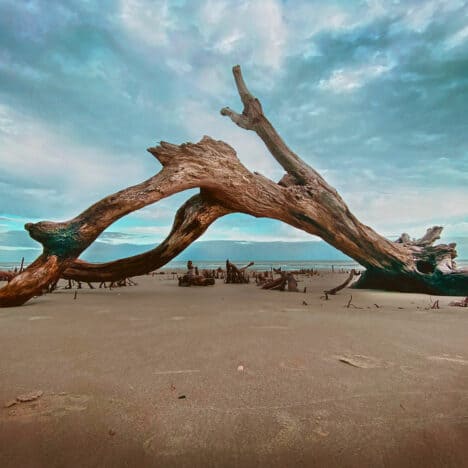 Boneyard Beach Driftwood