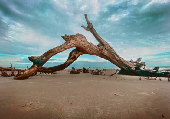 Boneyard Beach Driftwood