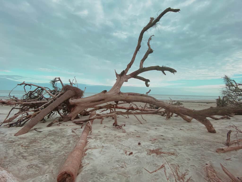 uprooted tree on boneyard beach