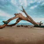boneyard beach of beaufort state park