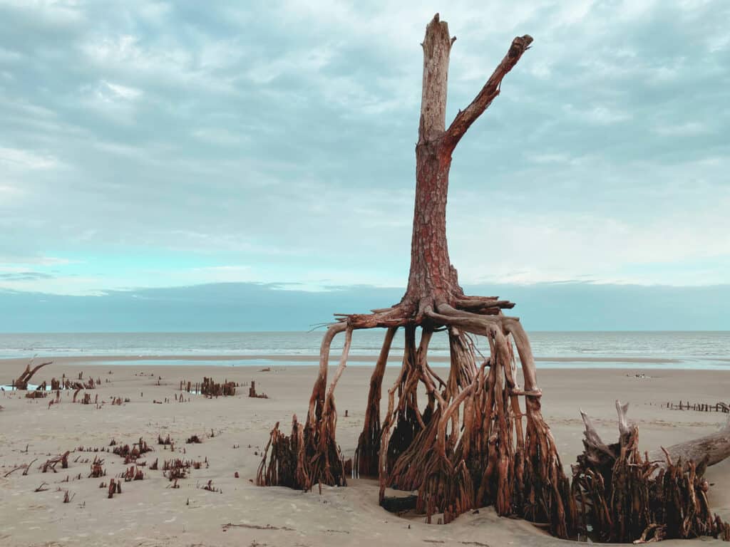 Little Hunting Island Boneyard Beach: A Hidden Gem for Travelers