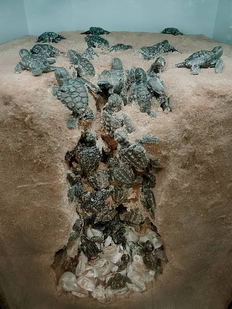 Loggerhead Sea Turtles display at Hunting Island State Park showing hatchlings exiting their nest and working their way to the ocean. 