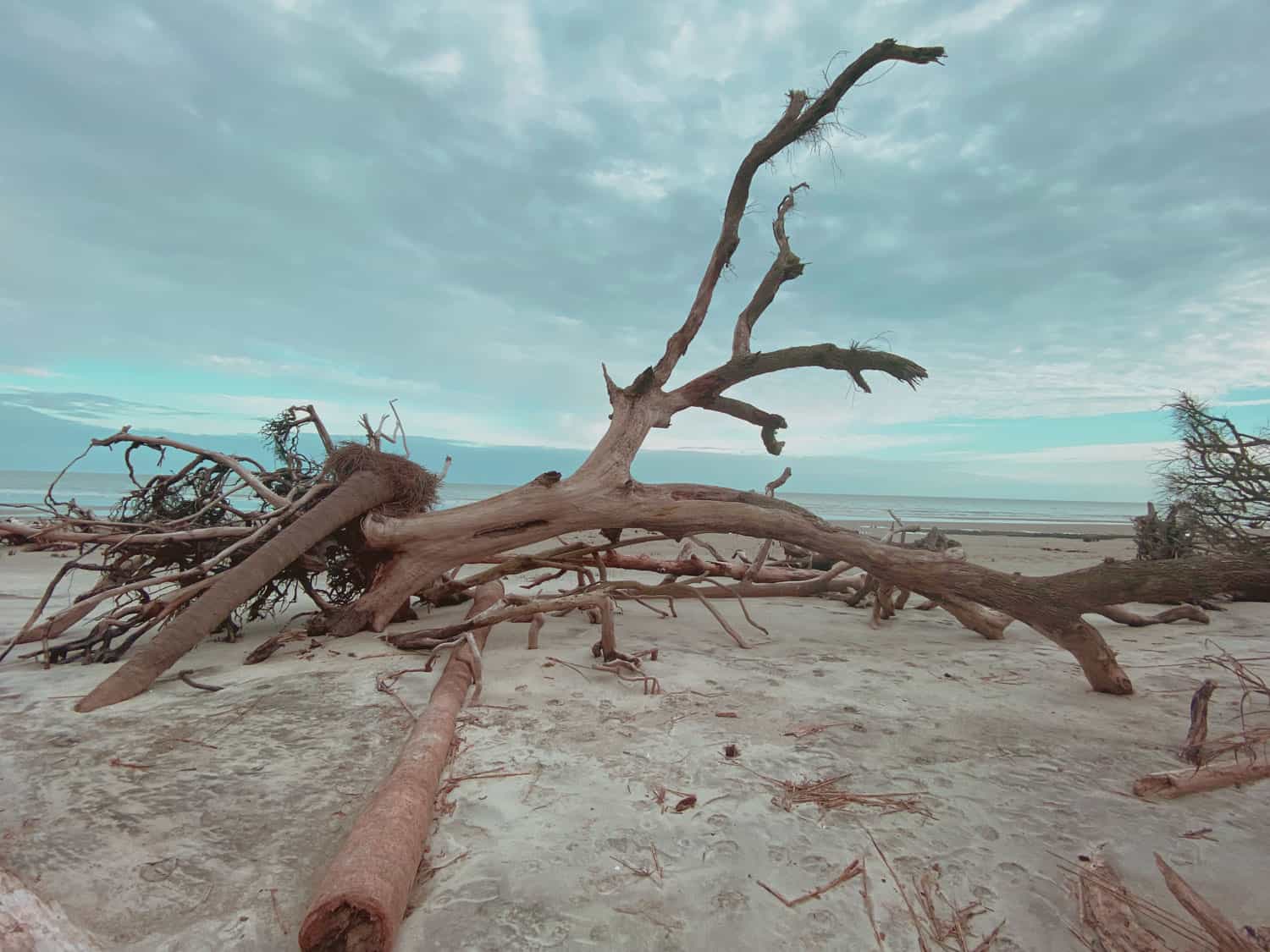 driftwood at south beach