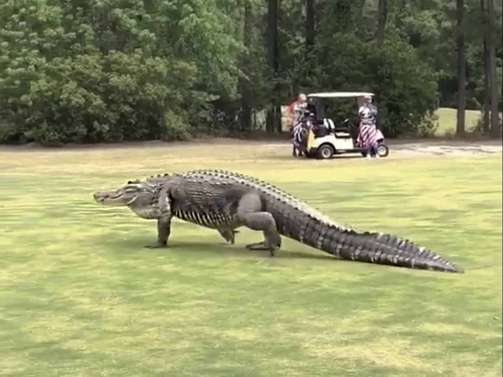 Golf Course Gator Things to do on Parris Island, South Carolina: A Local's Ultimate Guide ...