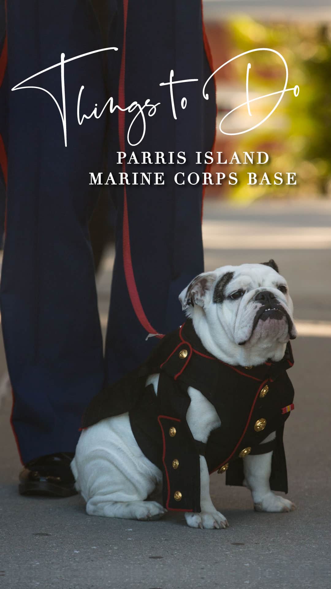 a marine corps mascot bulldog in his uniform and a leash with text things to do parris island marine corps base