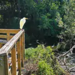cypress wetlands and rookery port royal sc
