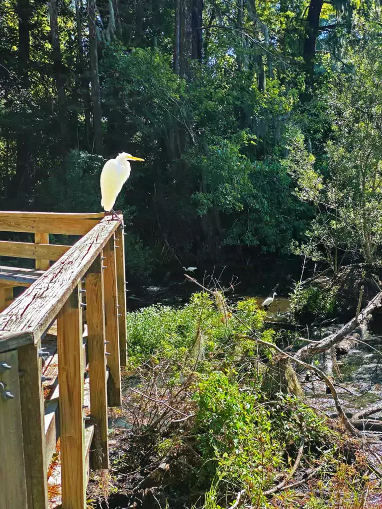 A bird perched on the handrail, gazing into the dense greenery at Cypress Wetlands and Rookery in Port Royal, SC.