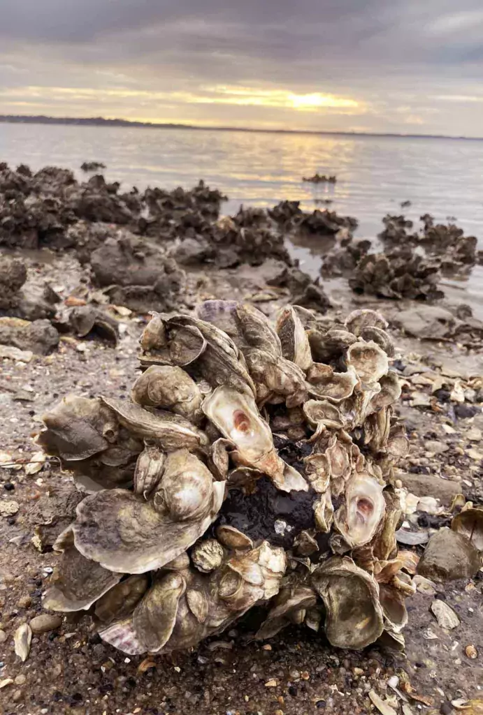 oysters at the sands beach