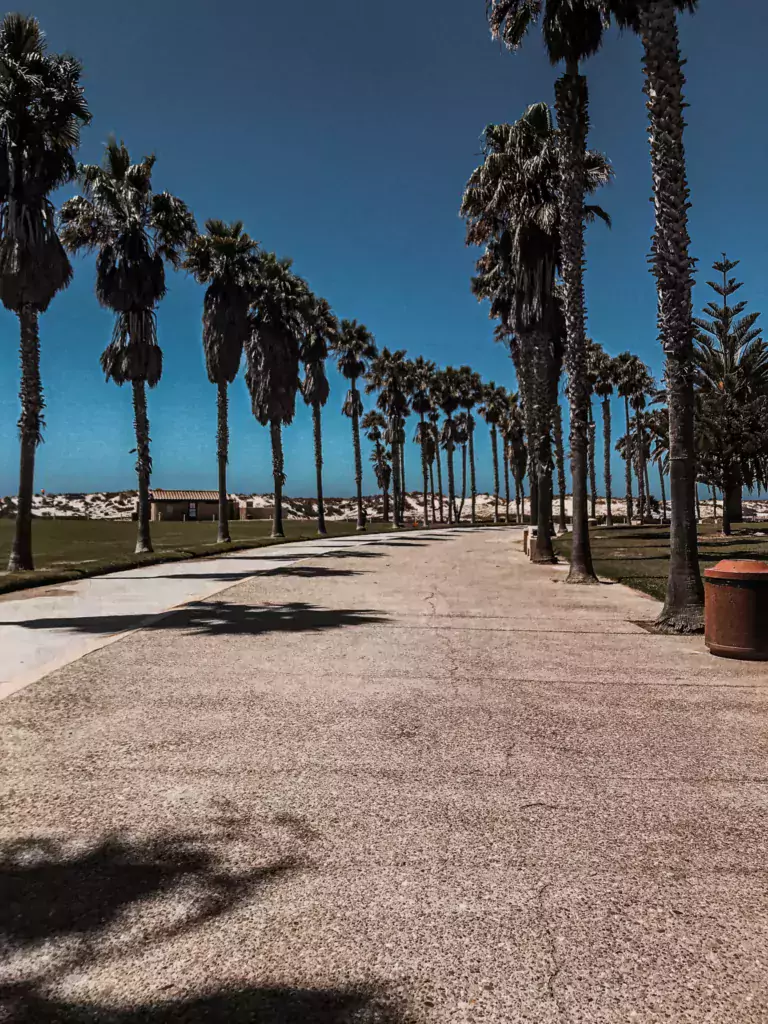 A winding pathway at Port Hueneme Oxnard State Beach Park, flanked by towering palm trees that stretch as far as the eye can see.