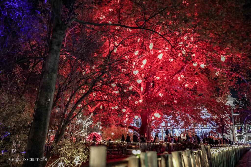 the famous heart tree in Vienna with lighted hearts filling every branch