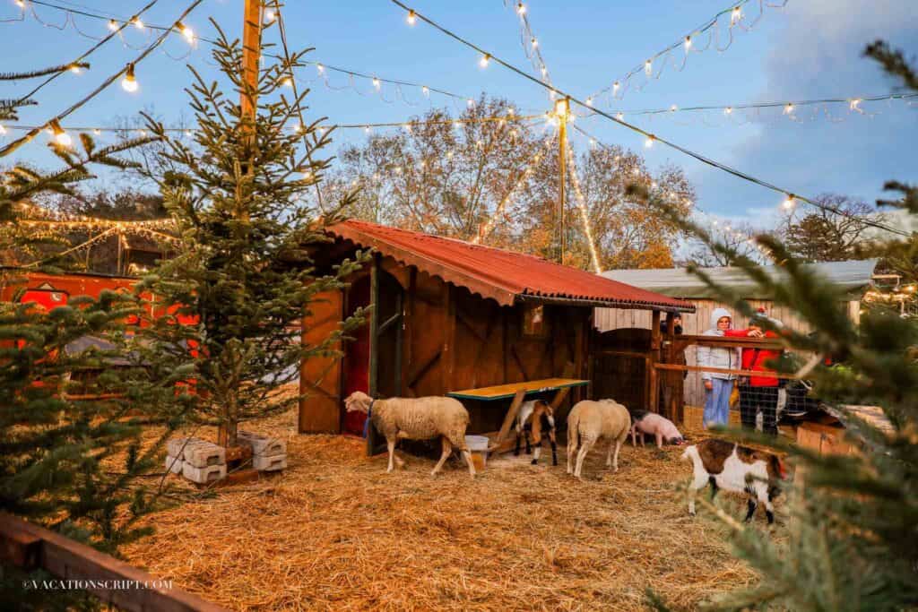 live animals at Karlsplatz Christmas Market