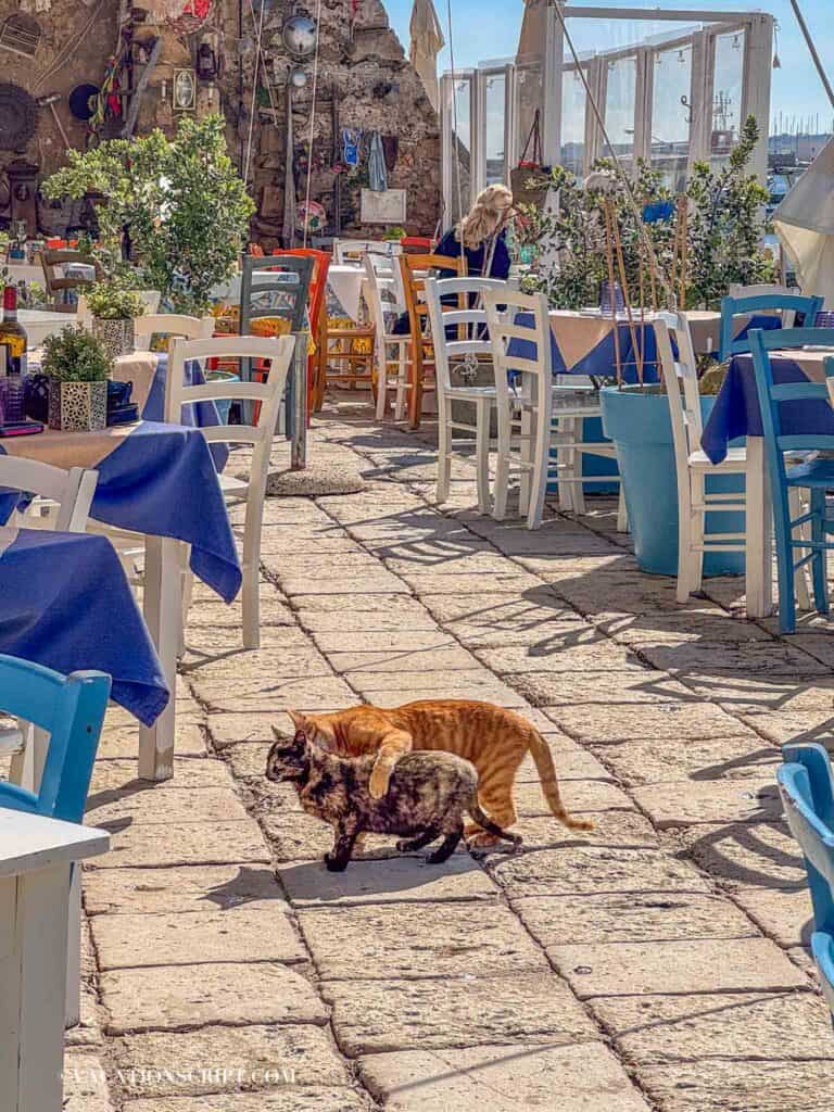 Two playful stray cats in Marzamemi waiting near restaurant tables for food scraps