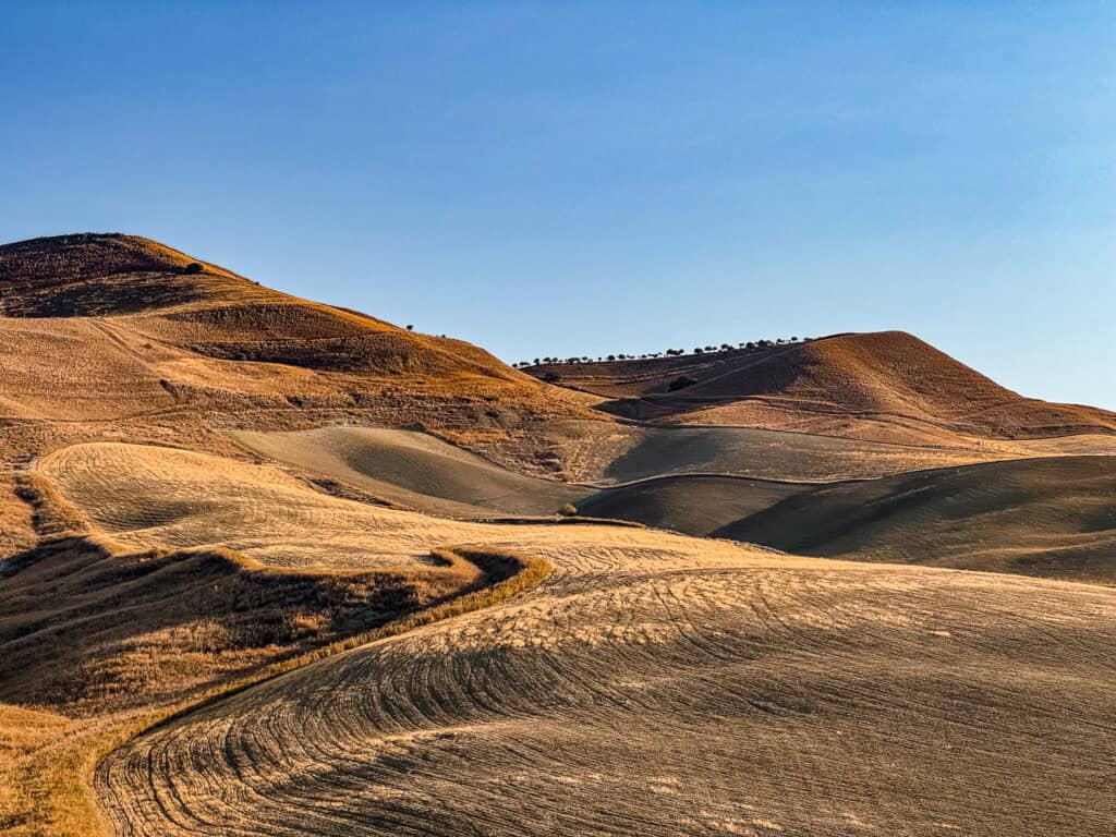 sicilian hills of yellow